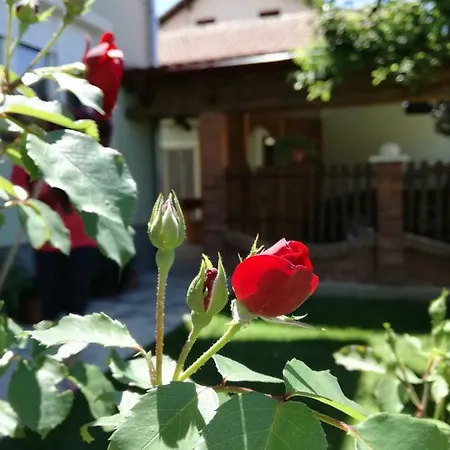 Apartman Apartman Ana *