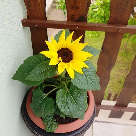 Apartman Ana *